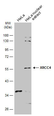 XRCC4 Rabbit Polyclonal Antibody