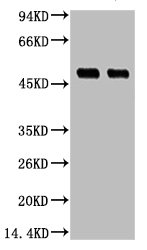 XRCC4 Monoclonal Antibody