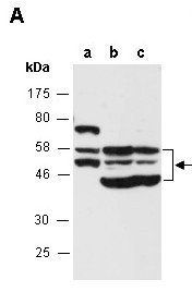 XRCC4 (N) Antibody, Rabbit Polyclonal