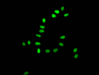 XRCC5 antibody