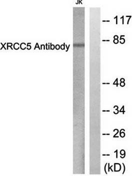 XRCC5 antibody