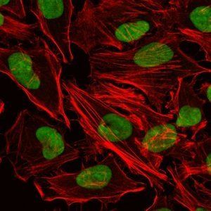 XRCC5 Antibody
