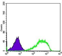 XRCC5 Antibody