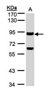 Ku80 (XRCC5) antibody