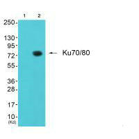 XRCC6 antibody