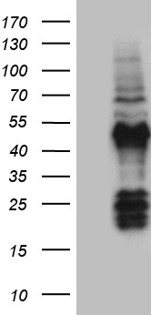 XRCC6BP1 (ATP23) antibody