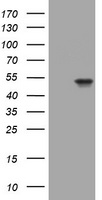 XTP4 (MIEN1) antibody