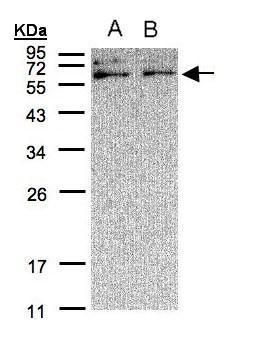 XYLB antibody [C3], C-term