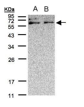 XYLB antibody