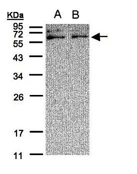 XYLB antibody