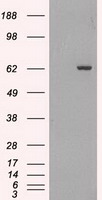 Y14 (RBM8A) antibody