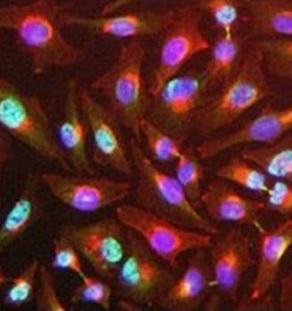 Y14 Monoclonal Antibody [4C4] - Unconjugated / 50ul