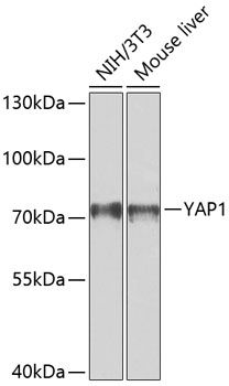 YAP1 antibody