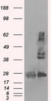 YAP1 Antibody