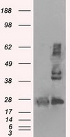 YAP1 antibody