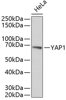 YAP1 antibody