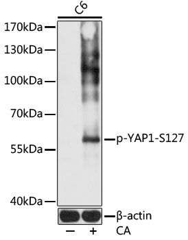 YAP1 (Phospho-S127) antibody