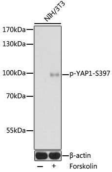 YAP1 (Phospho-S397) antibody