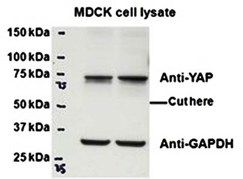 Goat anti-YAP1 Antibody