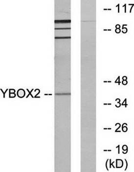 YBOX2 antibody