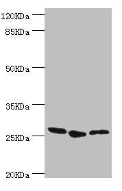 YEATS4 Antibody