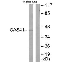 YEATS4 antibody