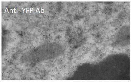 YFP Antibody