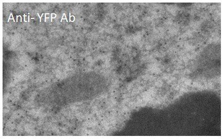 YFP antibody