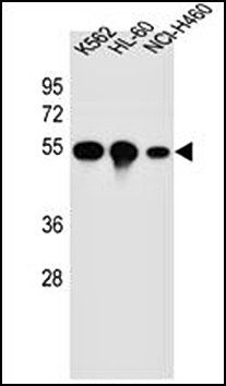 YI016 antibody