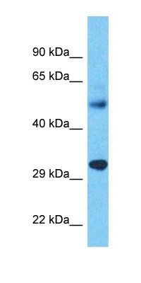 YIF1A antibody