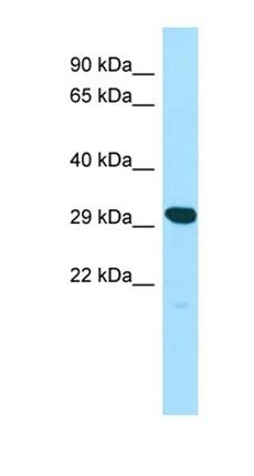 YIF1A antibody