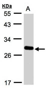 Yip1 domain family, member 4 antibody