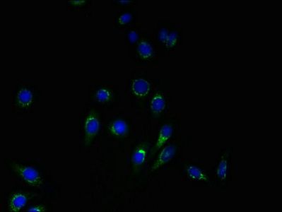 YIPF4 antibody