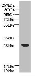YIPF5 Antibody