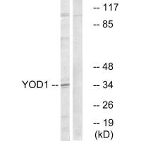 YOD1 antibody