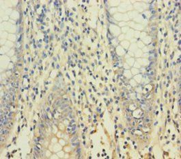 YPEL1 Antibody