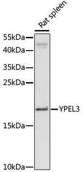 YPEL3 antibody