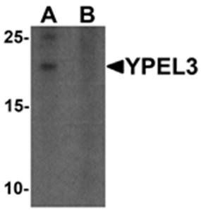 YPEL3 Antibody