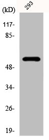 YTHDF1 antibody