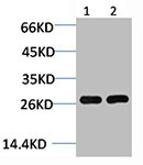YWHAE Antibody
