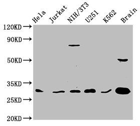 YWHAG Antibody
