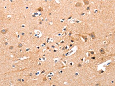 YWHAG Antibody
