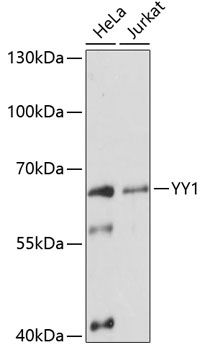YY1 antibody