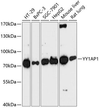 YY1AP1 antibody