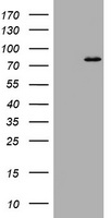 Z DNA binding protein (ZBP1) antibody
