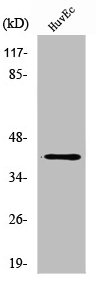 ZADH2 antibody