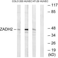 ZADH2 Antibody