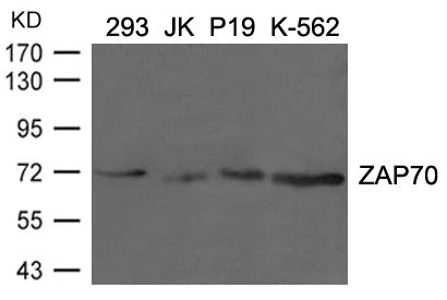 ZAP70 (Ab-292) antibody