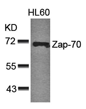 Zap-70 (Ab-493) Antibody