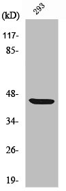 ZAR1 antibody